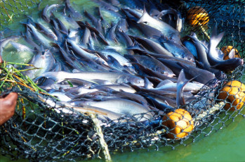 Картинка еда рыба +морепродукты +суши +роллы много невод улов