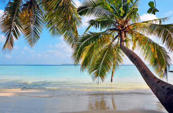 Картинка природа тропики остров отдых пальмы пляж море