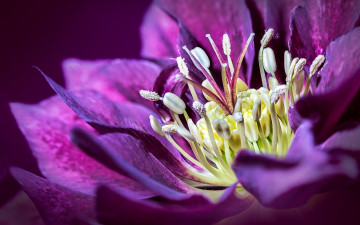 Картинка цветы геллеборус+ морозник цветок лепестки