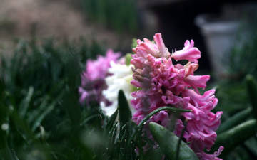 Картинка цветы гиацинты природа боке цветок капли макро фон