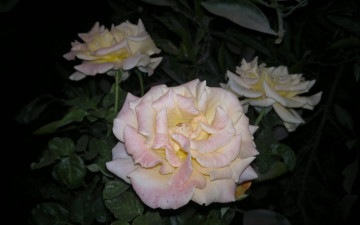 Картинка цветы розы кремовая роза
