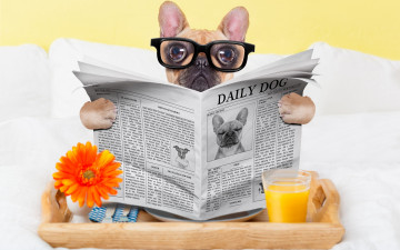 обоя юмор и приколы, стакан, собака, юмор, сок, очки, газета, окуляры