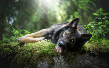 Картинка животные собаки язык овчарка на природе собака мох морда взгляд