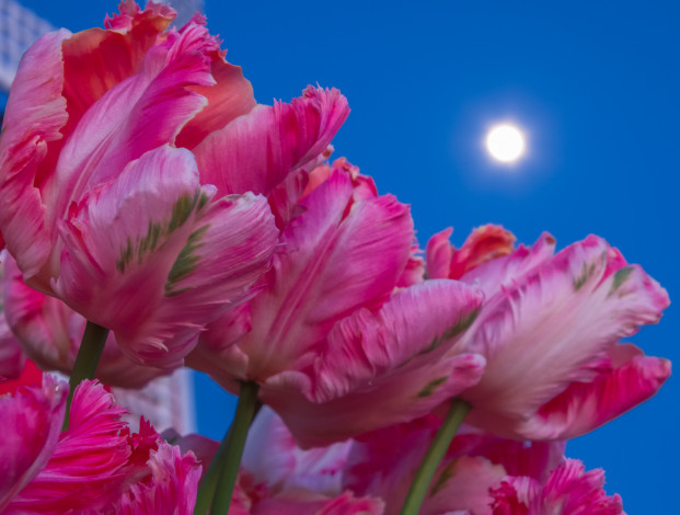 Обои картинки фото цветы, тюльпаны, стебель, лепестки, луна, небо