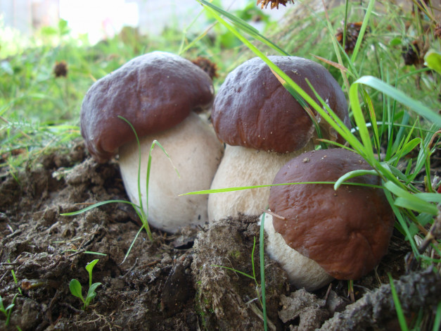 Обои картинки фото белые грибы, природа, грибы, боровики, белые