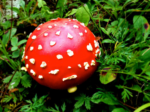 Обои картинки фото природа, грибы,  мухомор, шляпка, красная