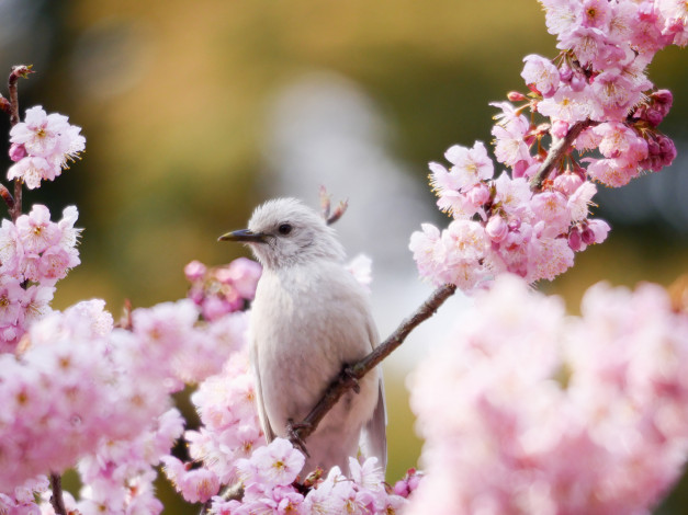Обои картинки фото животные, птицы, птица, весна, цветение, сакура, ветка, мира