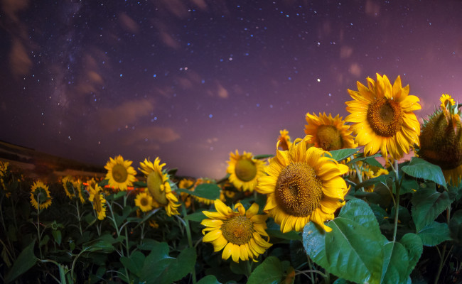 Обои картинки фото цветы, подсолнухи, поле, природа, звёзды, небо, ночь