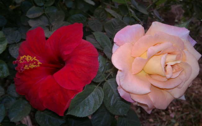 Обои картинки фото цветы, разные вместе, роза, гибискус