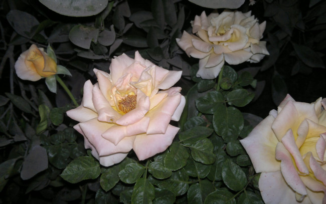 Обои картинки фото цветы, розы, кремовая, роза