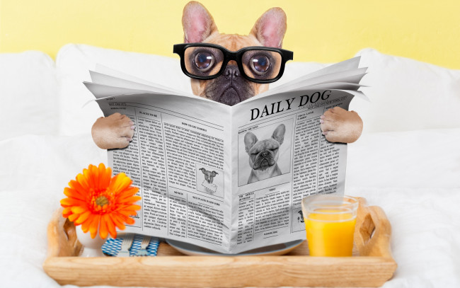 Обои картинки фото юмор и приколы, стакан, собака, юмор, сок, очки, газета, окуляры
