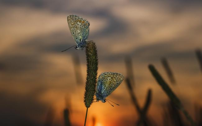 Обои картинки фото животные, бабочки,  мотыльки,  моли, бабочка, насекомые, макро, закат, вечер, трава
