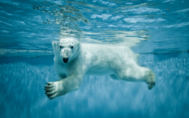 Обои картинки фото животные, медведи, полярная, медведь, белый, взгляд, северная, лапы, вода