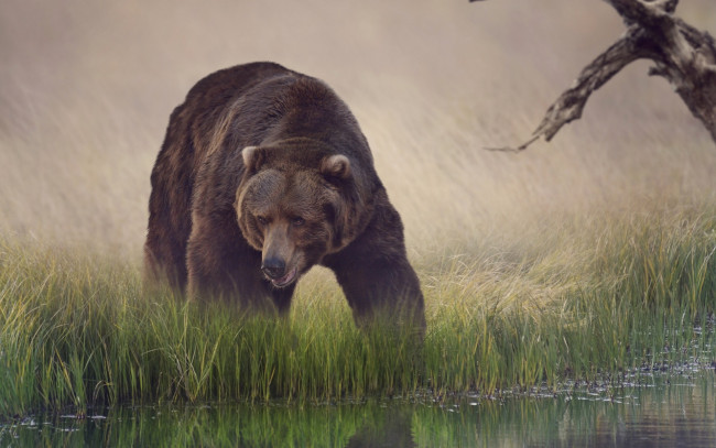 Обои картинки фото животные, медведи, вода, трава, бурый, водопой, медведь, отражение
