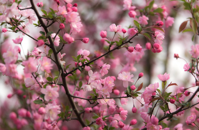 Обои картинки фото цветы, сакура,  вишня, дерево, ветки, розовый, цветение, весна