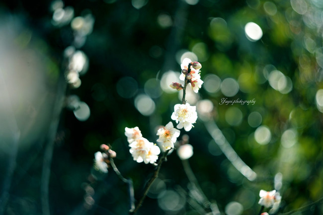 Обои картинки фото цветы, сакура,  вишня, цветение, размытость, весна, ветка, яей