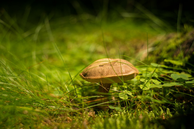 Обои картинки фото природа, грибы, боке, гриб, трава