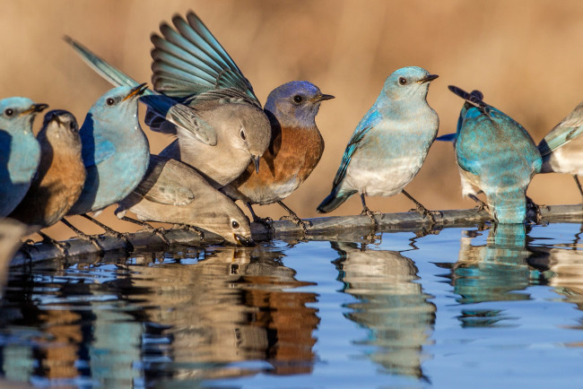 Обои картинки фото животные, птицы, голубая, сиалия, западная, вода