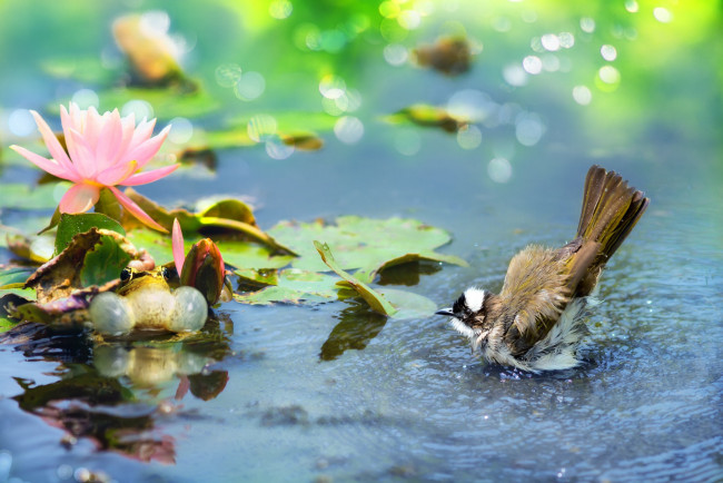 Обои картинки фото животные, разные вместе, птица, лягушка, цветок, листья, вода, лотос, пруд, тропики, боке, бюльбюль, птицы, мира, фуи, Чэнь