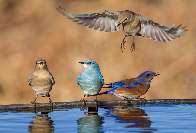 Обои картинки фото животные, птицы, голубая, сиалия, западная, крылья, вода
