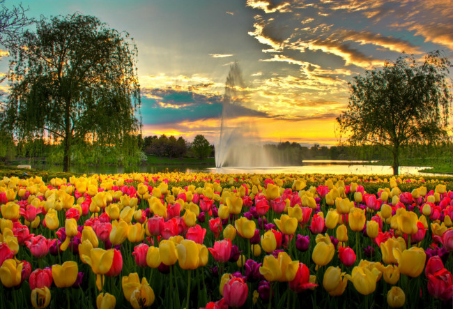 Обои картинки фото цветы, тюльпаны, сша, фонтан, парк, вечер, облака, небо