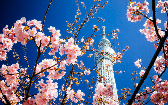 Обои картинки фото города, токио , япония, башня, сакура, весна