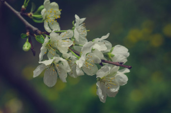 обоя цветы, сакура,  вишня, весна