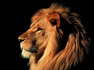 Картинка лев животные львы