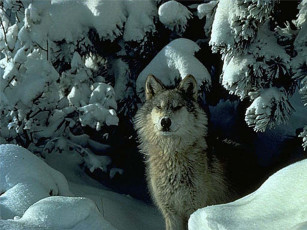 Картинка волк животные волки
