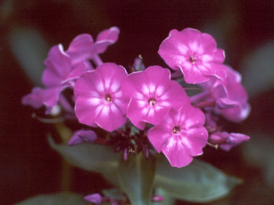 Картинка purple flower цветы флоксы