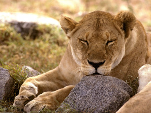 Картинка african lion serengeti africa животные львы