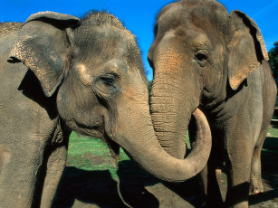 обоя asian, elephants, животные, слоны