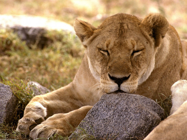 Обои картинки фото african, lion, serengeti, africa, животные, львы