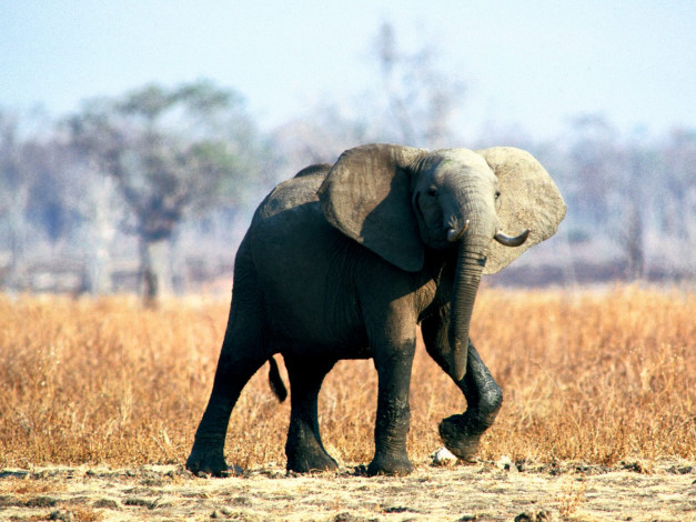 Обои картинки фото in, step, elephant, животные, слоны