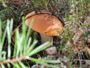 Картинка грибы природа лес трава