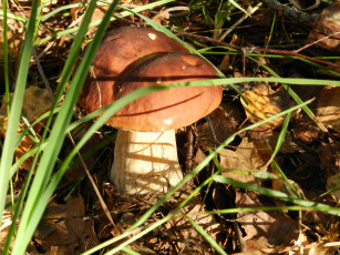 Картинка грибы природа трава лес