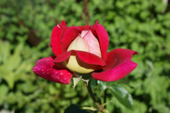 Картинка цветы розы зеленый фон бело-красные лепестки