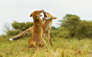 Картинка животные лисы разборка