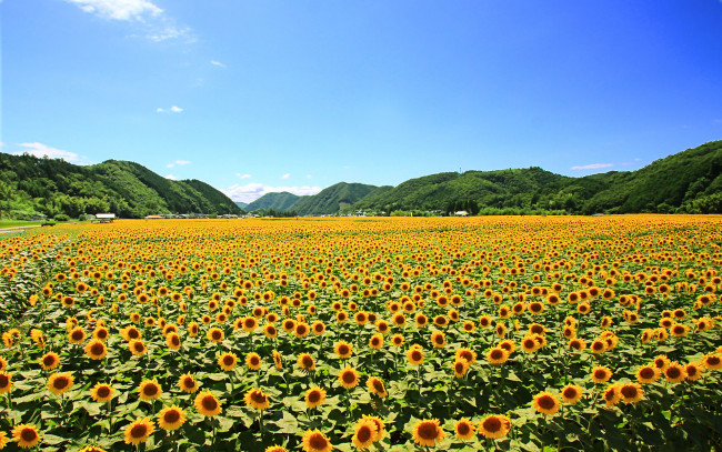 Обои картинки фото цветы, подсолнухи, поле, жёлтые, лепестки