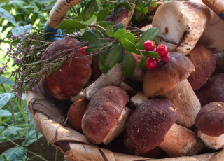 Картинка еда грибы грибные блюда боровики