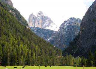 Картинка south tyrol italy природа горы ели