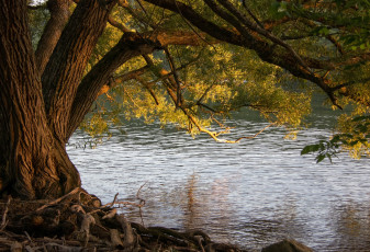 Картинка природа деревья река ива
