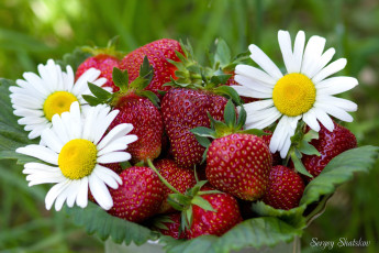 Картинка еда клубника земляника ягоды ромашки