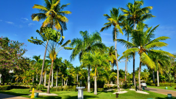 Картинка природа тропики парк пальмы