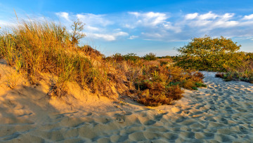 Картинка природа побережье океан пляж песок трава