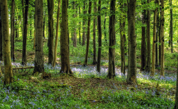 Картинка hampshire англия природа лес лето
