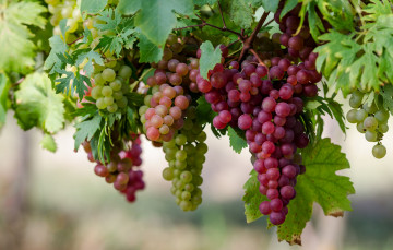 Картинка природа Ягоды виноград макро гроздья