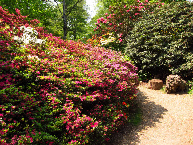 Обои картинки фото azalea, garden, richmond, england, природа, парк, азалии, дорожка