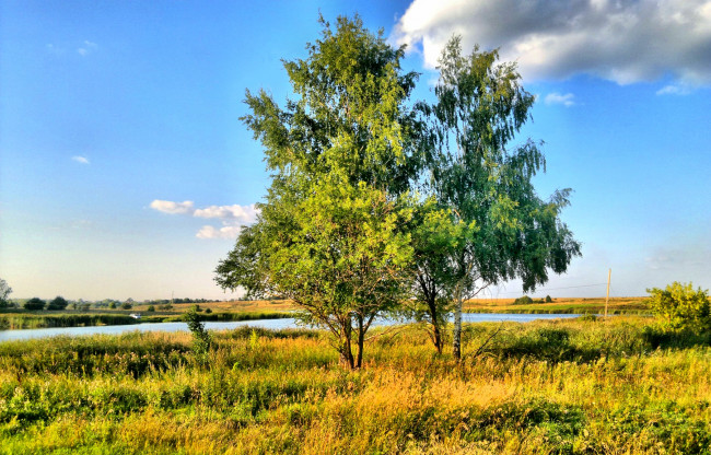 Обои картинки фото природа, деревья, трава, поле, лето, облака