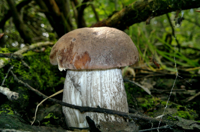 Обои картинки фото природа, грибы, гриб, трава, листва, лес